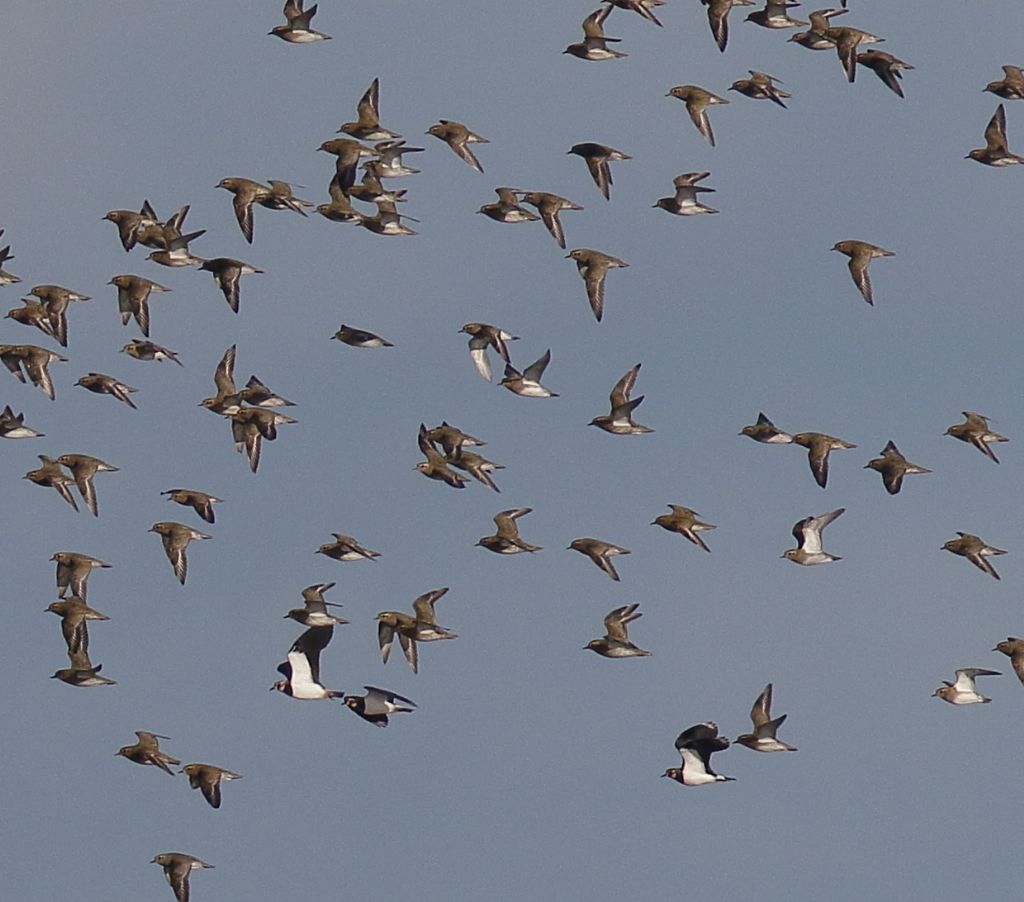 Vabbe'', Olanda ma....che uccelli sono?    Pivieri dorati (Pluvialis apricaria)
